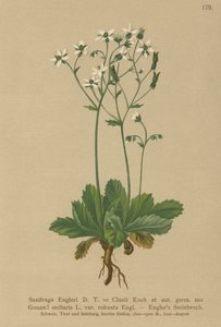 Saxifrage d